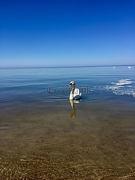 海,天鵝,天空