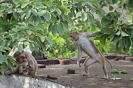 猴子,野生動物,野生