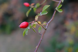 玫瑰果,漿果,枝杈