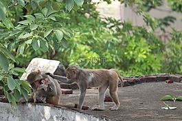 猴子,野生動物,野生