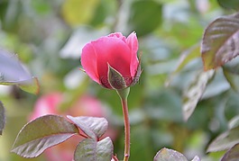 粉色,花,灌木