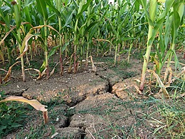 干旱,玉米,字段