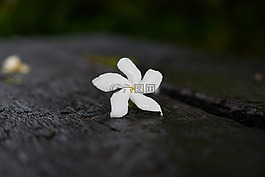 花卉,單,白