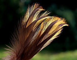 羽毛,鳥,性質(zhì)