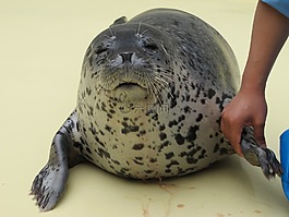 密封,水族館,動(dòng)物