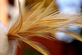 羽毛,鳥,性質(zhì)
