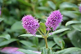 鲜花,véronique,漂亮的