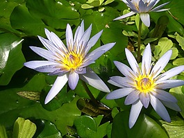 鮮花,水禮,池