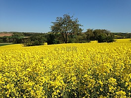 油菜籽場(chǎng),油菜,景觀