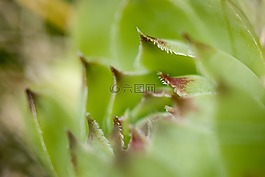 多汁,植物,绿色