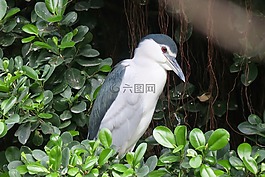 鳥,大自然,戶外