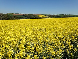 油菜,油菜籽場,景觀