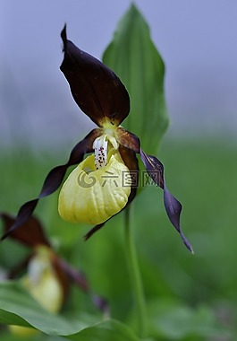 frauenschuh,花,廠