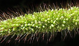 植物區(qū)系,自然,種子