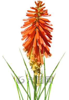 花,夏天,花园