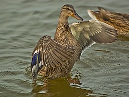 鴨,棕色,鳥