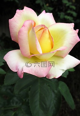 花,植物區(qū)系,自然