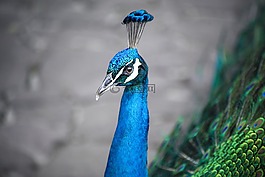 孔雀,鳥,動(dòng)物