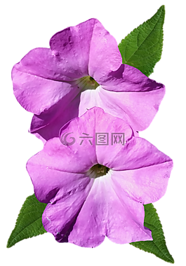 矮牽牛,粉紅色,花