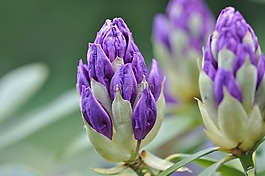 杜鵑,廠,開花
