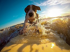 狗,冲浪,水