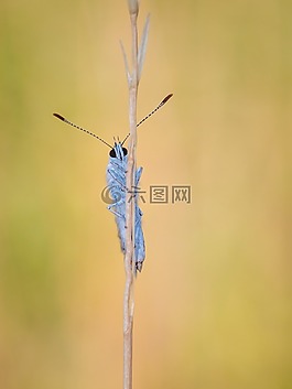 蝴蝶,昆蟲,宏