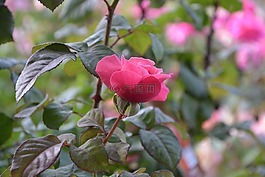 灌木,粉色,花