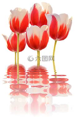 春天,郁金香,鏡像
