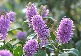 鲜花,véronique紫色,花园的性质