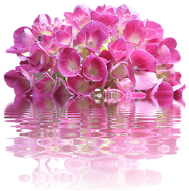 春天,八仙花,性質(zhì)