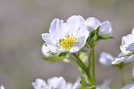 草莓,廠,開花