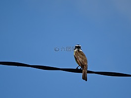 藍(lán)色的天空,鳥,寧靜