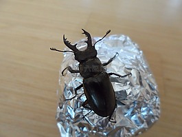 鹿 bug,昆蟲,bug