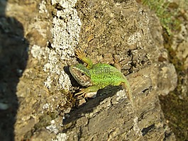 蜥蜴,捷蜥蜴,巖