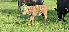 牛肉,年輕的動物,動物
