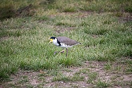 鳥,自然,野生動物