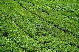茶,茶園,美麗