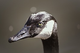 鵝,動(dòng)物,鳥