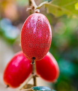 漿果,水果,紅色
