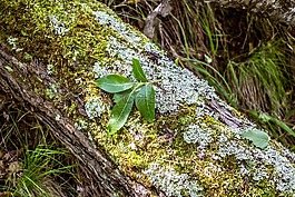 moss,性質(zhì),木材