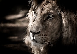 白獅子,眼睛,獅子