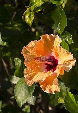 花,黃色,槿