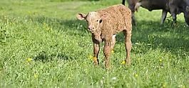 牛肉,年輕的動物,動物