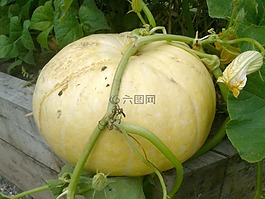 南瓜,壁球,園藝