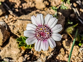 三色雛菊,野花,雛菊
