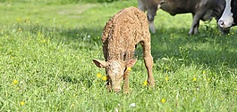 牛肉,年輕的動物,動物