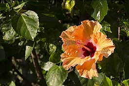 花,黃色,槿