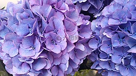 繡球花,植物,花園