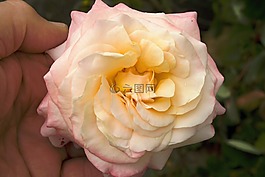 玫瑰,黃色,花