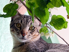 貓,貓科動物,bug